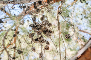 Close-up view of pine cones hanging from tree branches in a forest. Natural background with green needles and soft sunlight shining through.