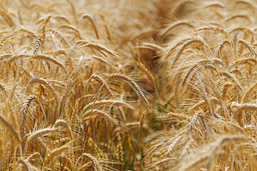 Gerste - Hordeum vulgare