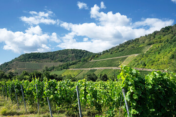 Weinanbaugebiet Mittelrhein bei Leutesdorf und Rebstöcke mit grünen Blättern im Sommer - Stockfoto