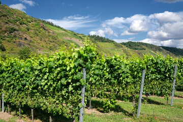 Weinanbaugebiet Mittelrhein bei Leutesdorf und Rebstöcke mit grünen Blättern im Sommer - Stockfoto
