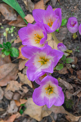 autumn crocus, (Colchicum speciosum), blooming in autumn with dry leaves on the ground, view from above