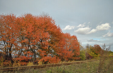 landscape with autumn trees and old railway