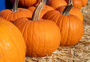Autumn harvest, long-stemmed pumpkins awaiting customers in a field or at a stand. Halloween card with space for inscription.