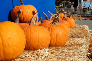 Farmers' market, harvested pumpkins on hay in the sunshine of an autumn day. Halloween card with space for inscription