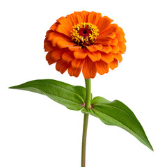 Vibrant close-up of an orange double-petaled flower with green stem and leaves, black BG