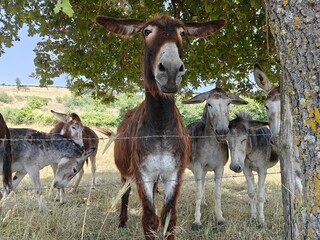 a group of donkeys