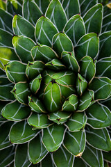 close up of succulent plant