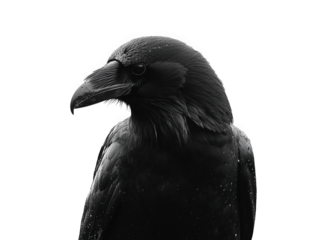 A captivating closeup of a ravens head, isolated on transparent background, reveals the intricate details of its dark feathers and piercing gaze, evoking mystery and intelligence