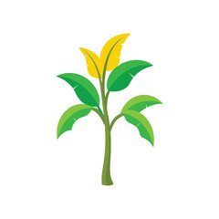 A beautiful banana plant vector art illustration