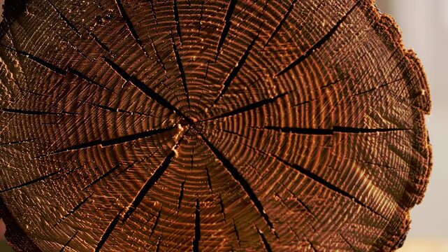 Macro shot of a cut log showing wood grain, tree rings and texture, detail of nature background, tree trunk.