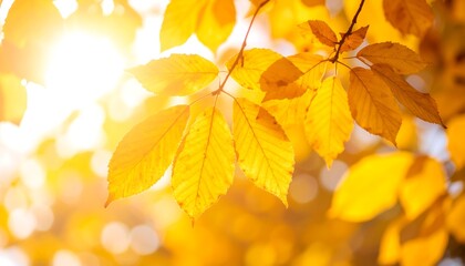 Obraz premium Golden autumn leaves bathed in sunlight