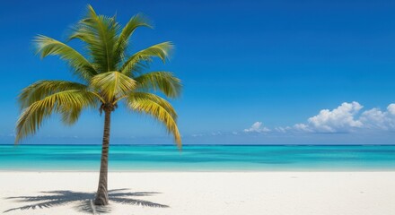 A lone palm tree stands on a white sand beach under a clear blue sky