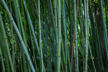 bamboo forest background