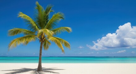 Fototapeta premium A lone palm tree stands on a white sand beach by the ocean