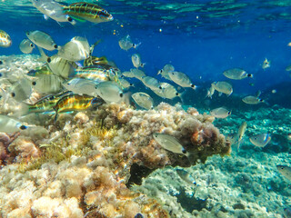 School fish swimming in blue sea water tropical under water. Scuba diving adventure in mediterranean sea. Fishes in underwater wild animal world, Coral and fish, underwater world wide angle view.