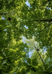 Fototapeta premium A vibrant, upward-facing view of a dense canopy of green maple leaves