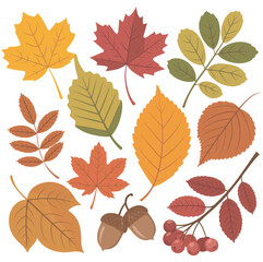 Vibrant autumn leaves and berries vector collection, perfect for fall season designs