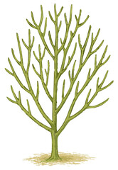 Euphorbia tirucalli illustration