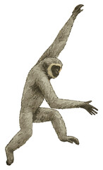 Hylobates moloch illustration