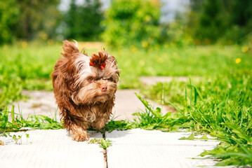 Fototapete bei efototapeten.de bestellen   