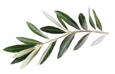Olive branch isolated on transparent background, showcasing its slender stem and delicate leaves with a blend of green and silver hues, creating a natural aesthetic