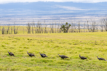 The wild turkey (Meleagris gallopavo) is an upland game bird native to North America. Saddle Rd, Waimea,  Hawaii island / The Big Island.