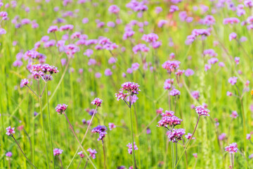 Verbena bonariensis flowers, Argentinian Vervain or Purpletop Vervain, Clustertop Vervain, Tall Verbena, Pretty Verbena, in garden