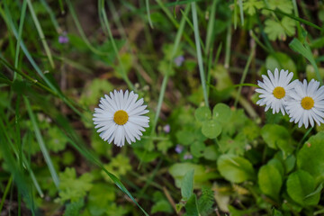 Bellis perennis known as the daisy, is a European species of the family Asteraceae. Bellis perennis is a perennial herbaceous plant . The plant has also been widely known as bruisewort. © Mihail