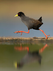 The black crake (Zapornia flavirostra) is a waterbird in the rail and crake family, Rallidae.