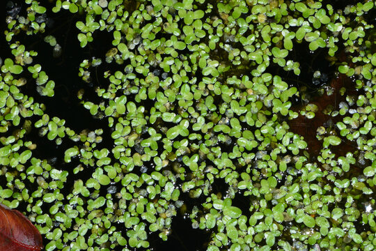 Kleine Wasserlinse; Lemna minor