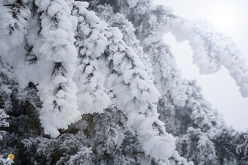 thick rime ice completely covering a pine tree branch against a bright white sky with sun flare...