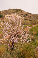 Mandelblüte im Hinterland von Almuñecar im Süden von Spanien an der Costa Tropical in der Provinz Granada