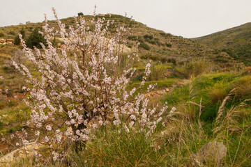 Mandelblüte im Hinterland von Almuñecar im Süden von Spanien an der Costa Tropical in der Provinz Granada