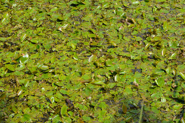  Schwimmende Laichkraut, Potamogeton natans