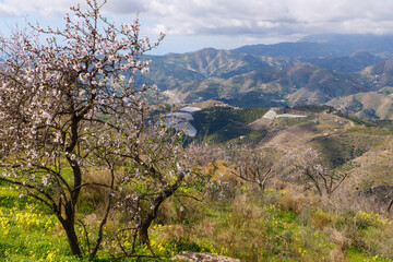 Mandelblüte im Hinterland von Almuñecar im Süden von Spanien an der Costa Tropical in der Provinz Granada
