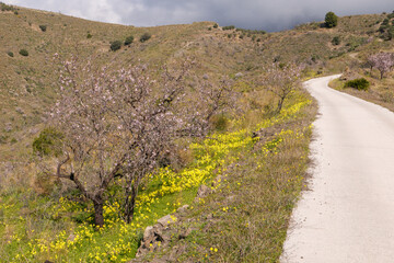 Mandelblüte im Hinterland von Almuñecar im Süden von Spanien an der Costa Tropical in der Provinz Granada
