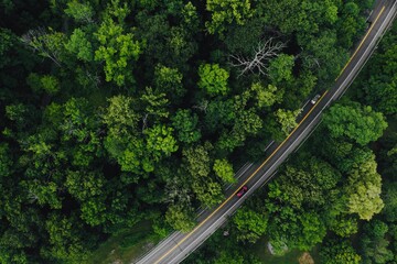 railway in the forest