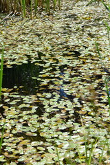  Schwimmende Laichkraut, Potamogeton natans