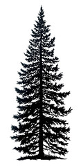 Fototapeta premium Majestic Evergreen: A towering evergreen tree stands tall, its silhouette against the light, a symbol of endurance and resilience. 