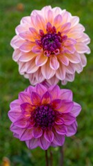 Two vibrant dahlia blossoms in close-up
