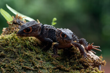 red eye crocodile skink on a tree trunk, close up of a Red-eyed Crocodile Skink (Tribolonotus gracilis)