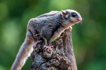 Portrait of a sugar glider on a tree, Sugar glider climbing a tree in a forest, Close up of sugar glider with large eyes and soft fur climbing on wooden branch