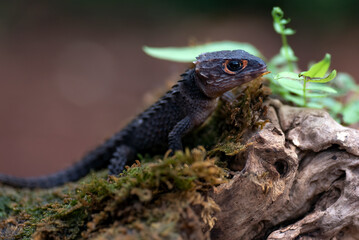 red eye crocodile skink on a tree trunk, close up of a Red-eyed Crocodile Skink (Tribolonotus gracilis)