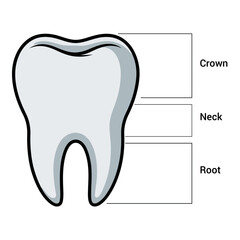 Human Tooth Anatomy Chart