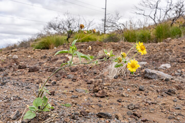 Verbesina encelioides is a flowering plant in the family Asteraceae. golden crownbeard,[1] cowpen daisy, gold weed, wild sunflower.Saddle Rd, Waimea,  Hawaii island / The Big Island.
