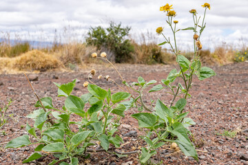 Verbesina encelioides is a flowering plant in the family Asteraceae. golden crownbeard,[1] cowpen daisy, gold weed, wild sunflower.Saddle Rd, Waimea,  Hawaii island / The Big Island.