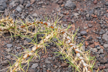 The tropical grass species Cenchrus clandestinus (previously Pennisetum clandestinum). Kikuyu grass. Saddle Rd, Waimea,  Hawaii island / The Big Island.