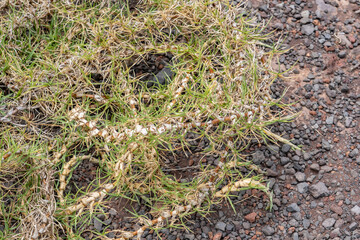 The tropical grass species Cenchrus clandestinus (previously Pennisetum clandestinum). Kikuyu grass. Saddle Rd, Waimea,  Hawaii island / The Big Island.