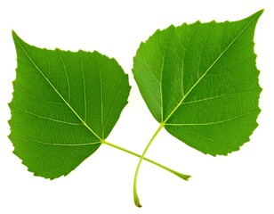 Two vibrant green leaves against a white background.  Close-up, showing intricate venation