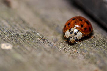 Asiatischer Marienkäfer krabbelt über Holzoberfläche im Garten an einem sonnigen Nachmittag © Joachim